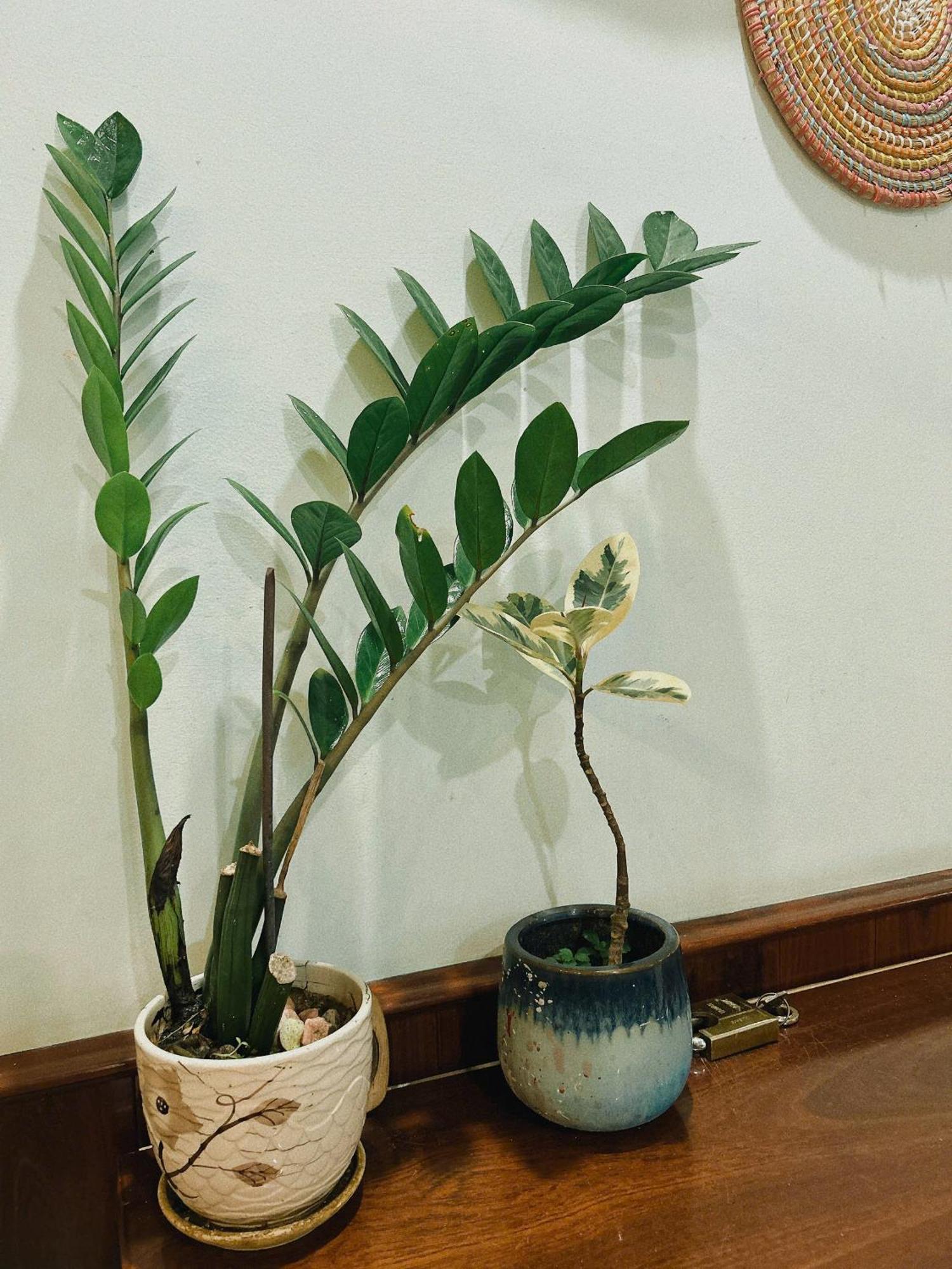 טוי הואה Nang Homestay מראה חיצוני תמונה